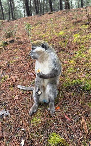 Ormanda gördüğü maymunu simitle besledi