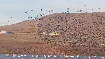 Sınır köyü Küçük Aküzüm, göçmen kuşları misafir ediyor