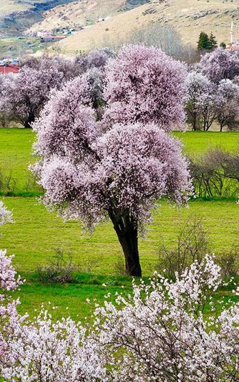 Tunceli'de badem ağaçları çiçek açtı; manzara dron ile görüntülendi