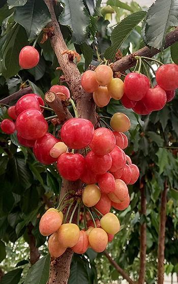Jeotermal serada yetiştirilen kirazlarda ilk hasat yapıldı