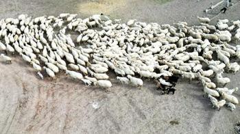 Kayseri’de 200 kuzu anneleri ile buluştu; o anlar dron kamerasında
