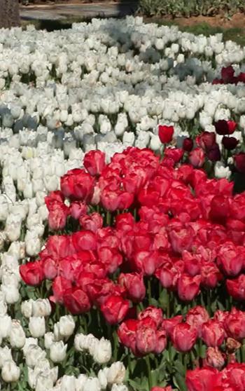 İstanbul'da lale zamanı; tarihi park ve korulara 3 milyon 580 bin lale dikildi