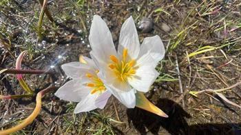 Yüksekova'da baharın müjdecisi kardelenler çiçek açtı