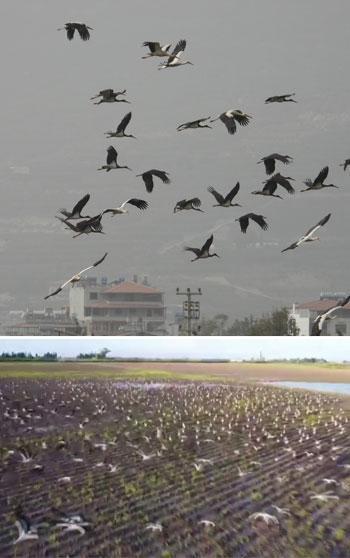 Göç yolundaki Hatay'da mola veren leylekler, sulak alanlar ve gökyüzünü kapladı