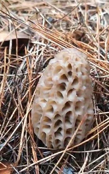 Dağ köylerinde kuzugöbeği mantarı gelir kapısı oldu