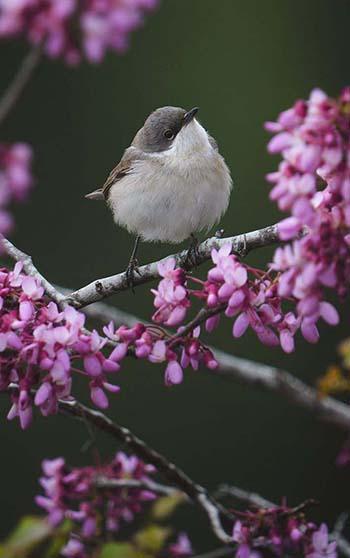 Antalya'da 3 günde 120'nin üzerinde kuş türü gözlemlendi