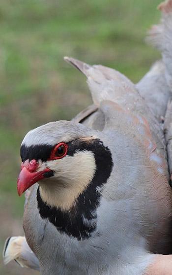 Erzurum Oltu’da 350 kınalı keklik halkalandı