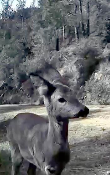 Ganos Dağı'nda karaca ve domuz sürüsü görüntülendi
