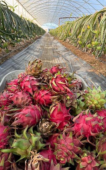 Genç mühendis adayından tropikal serada akıllı dönem