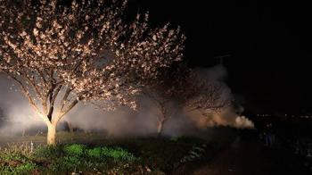 Kayısı üreticileri olası zirai don nöbetinde