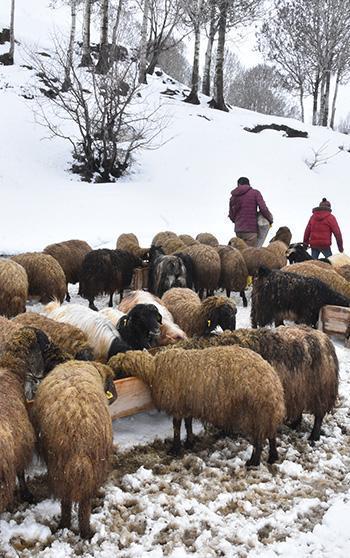 Bitlis'te nisan karı, besicileri zor durumda bıraktı