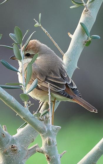Hatay'da ilk kez Türkistan örümcekkuşu görüldü