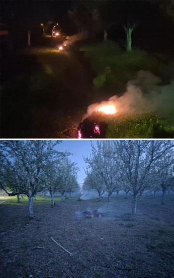 Iğdır'da üreticilerin don nöbeti; çiçek açan kayısı ağaçlarını dumanla koruyorlar