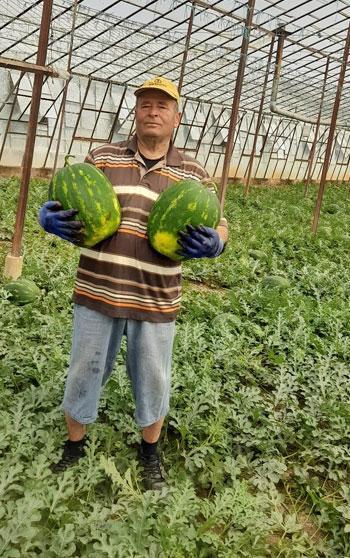 Antalya'da sezonun ilk erkenci karpuzu kilosu 40 liraya alıcı buldu