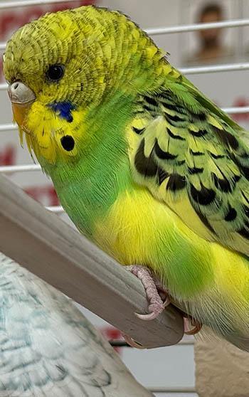 Kedinin, dükkandaki kuşlara saldırdığı anlar kamerada