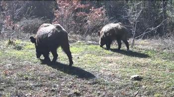 Yaban hayatı fotokapana yansıdı