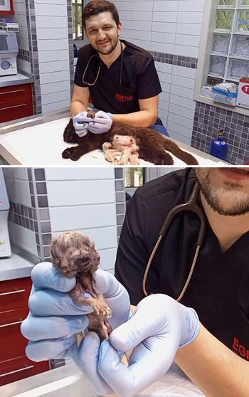 Karnındaki çift başlı ölü yavru sezaryenle alınan kedinin diğer 3 yavrusu kurtarıldı