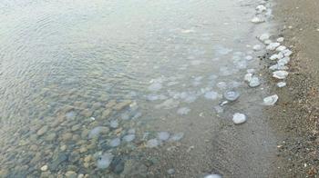 Hatay'da sahilde denizanası yoğunluğu