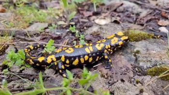 Kemaliye'de benekli semender görüldü