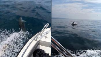 Saros’ta teknenin yanında yüzen yunuslar kamerada