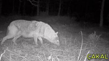 Ormanlara kurduğu fotokapanla yaban hayvanlarını görüntülüyor