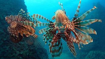 Akdeniz'deki istilacı türler, besin zincirinde çıkmaz yol oluşturuyor