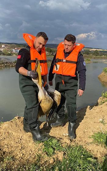 Barajda bitkilerin arasında mahsur kalan yaralı pelikanı itfaiyeciler kurtardı