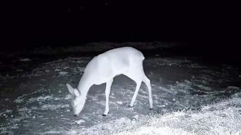 Ganos Dağı'nda fotokapanla kurt, karaca ve porsuk görüntülendi