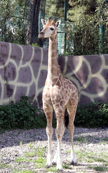 Türkiye’de doğan ilk zürafanın ismi anketle belli olacak