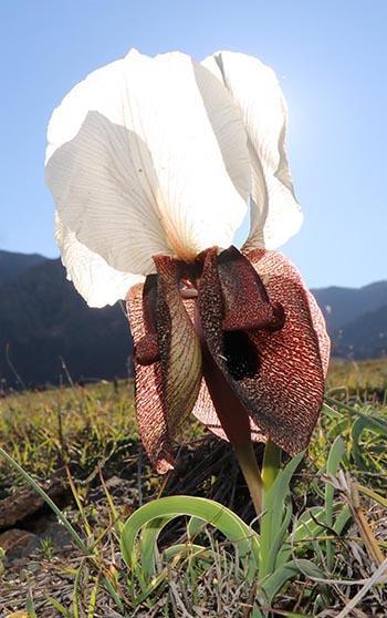Kurt kulağı çiçekleri meraları süslüyor