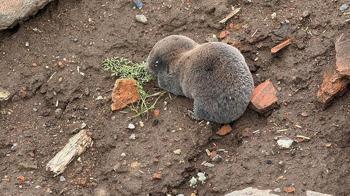 Sağanaklar sırasında yuvalarını su basan kör fareler yüzeye çıktı