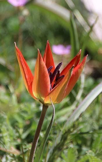 10 gün canlı kalabilen Manisa laleleri açtı, koparmanın cezası 699 bin TL