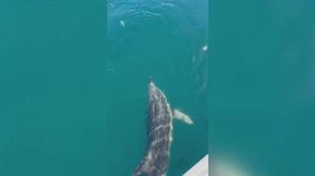 Balıkçılar oltadaki balık ile yunusu etraflarında yüzdürdü; o anlar kamerada