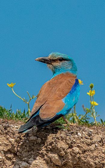 Adıyaman'da gökkuzgun görüntülendi