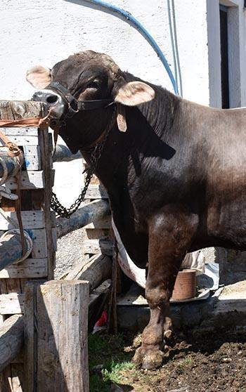 Besi çiftliğinin gözdesi 1 ton 180 kilo ağırlığındaki 'Poyraz', 435 bin TL'den alıcı bekliyor