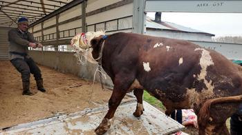 Erciş'te batı illerine kurbanlık sevkiyatı başladı