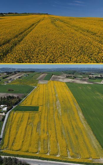 İstanbul'da sarıya bürünen kanola tarlaları havadan görüntülendi