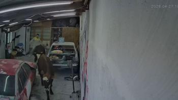 Ahırdan kaçan büyükbaşlar oto tamirciye girdi