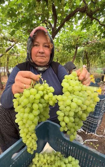 Mersin'de ilk hasadı yapılan üzüm, kilosu 600 TL’ye ihraç edildi