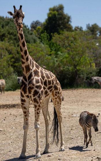 Annesini kaybeden zebra yavrusu 'Gözde’ye zürafalar sahip çıktı