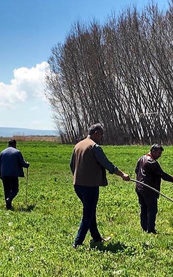 Çiftçilerin yaban domuzu nöbeti