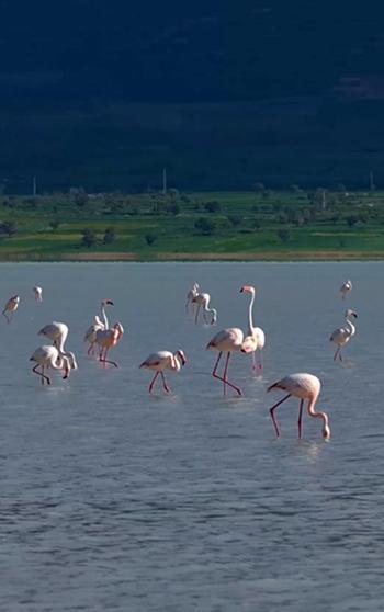 Yarışlı Gölü'ndeki flamingolar hayran bıraktı