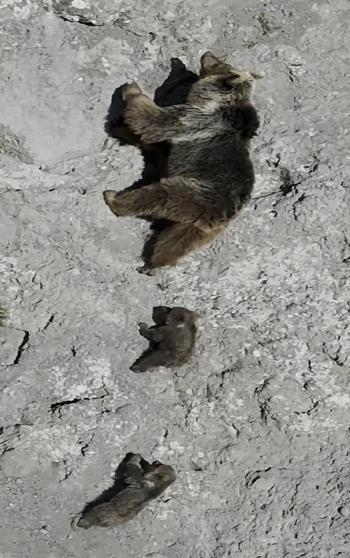Bozayı ve 2 yavrusu dronla görüntülendi