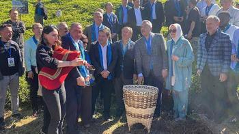Rize’de çay hasadı şenlikle karşılandı