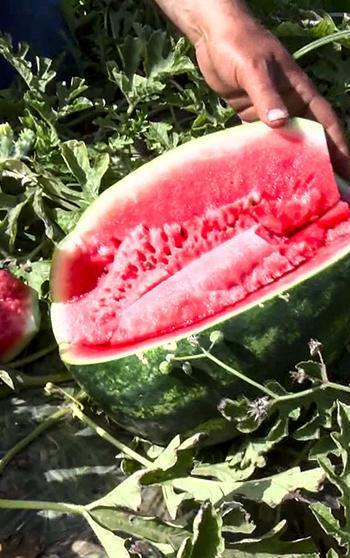 Adana'da sezonun ilk karpuz hasadı başladı; tarlada kilosu 25 TL