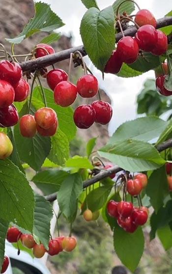 Artvin'de çiftçilerin gecikmeli kiraz mesaisi