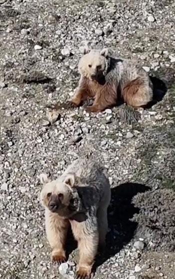 Dronla bozayıları sürüden uzaklaştırdı