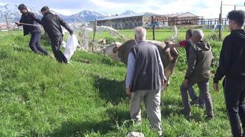 Kurban keserken kalp krizi geçirip öldü