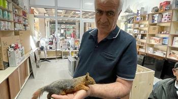 Yol kenarında bulduğu sincabı kurtarmaya çalıştı