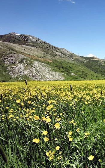 Güzeldere menderesleri, baharda sarı çiçeklerle güzel görüntüler oluşturdu